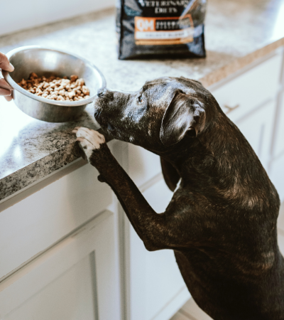 food allergies in dogs.