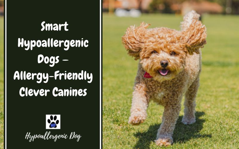 Smart Hypoallergenic Dogs