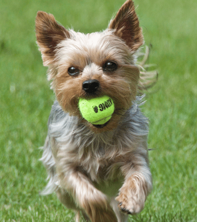 smart hypoallergenic yorkshire terrier.
