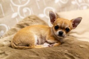 Are Chihuahuas hypoallergenic.