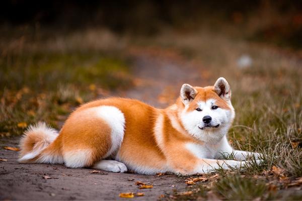 are akitas the worst dog breed for allergies.