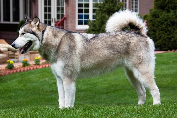 are alaskan malamutes the worst for allergies.