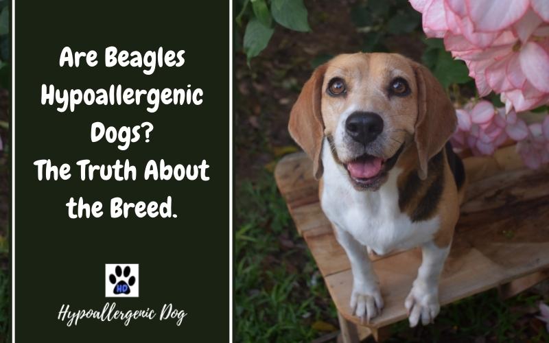 are beagles hypoallergenic dogs.