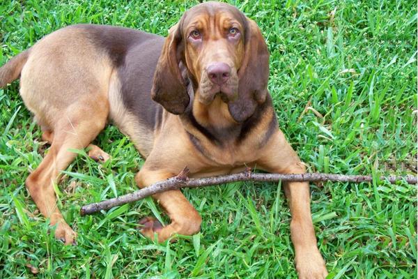 are bloodhounds the worst dog breed for people with allergies.
