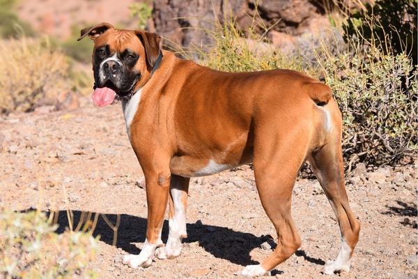 are boxers the worst dog breed for people with allergies.