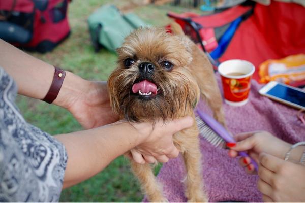 are brussels griffons low maintenance dogs.