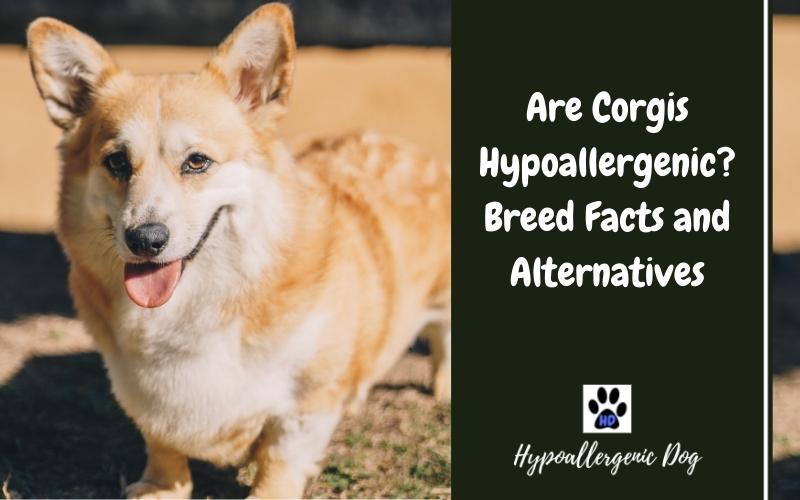 are corgis hypoallergenic dogs.