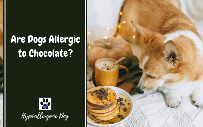 are dogs allergic to chocolate.