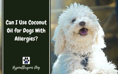 Can I Use Coconut Oil for Dogs With Allergies?