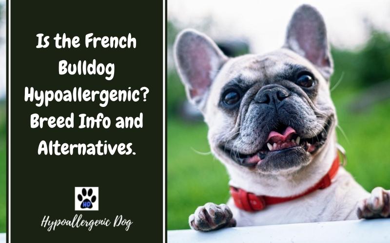 Is the French Bulldog Hypoallergenic? Breed Info and Alternatives.