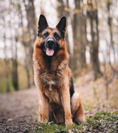 are german shepherds the worst for allergies.