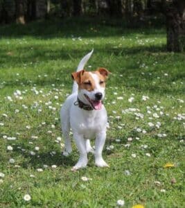 are jack russell terriers hypoallergenic.
