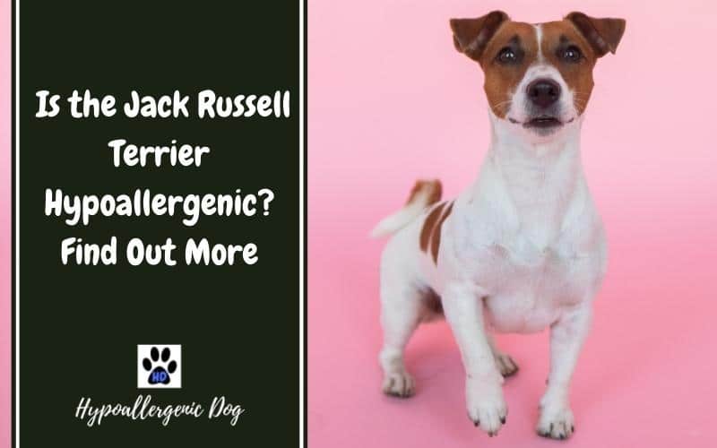are jack russells hypoallergenic dogs.