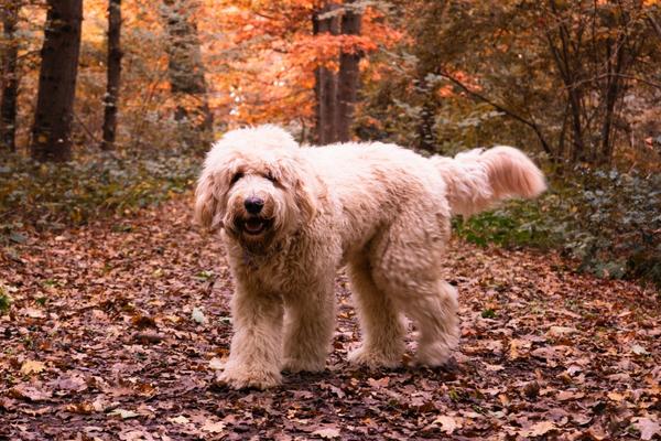 are labradoodles the best hypoallergenic dogs for hunting.