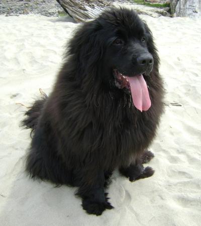 are newfoundlands the worst for allergies.