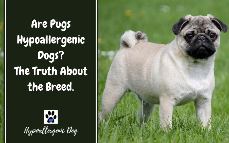 are pugs hypoallergenic dogs.