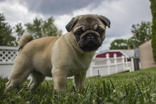are pugs the worst dog breed for people with allergies.
