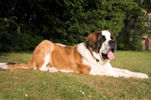 are saint bernards the worst for allergies.