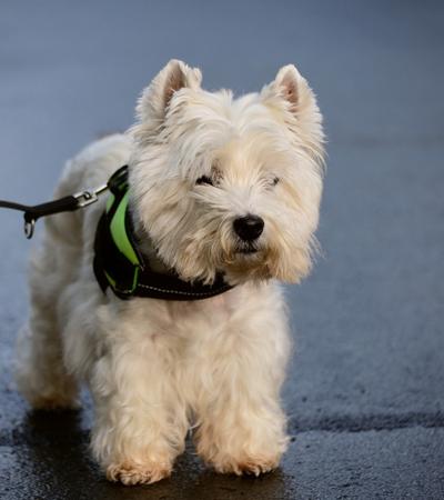 are west highland white terriers low maintenance dogs.