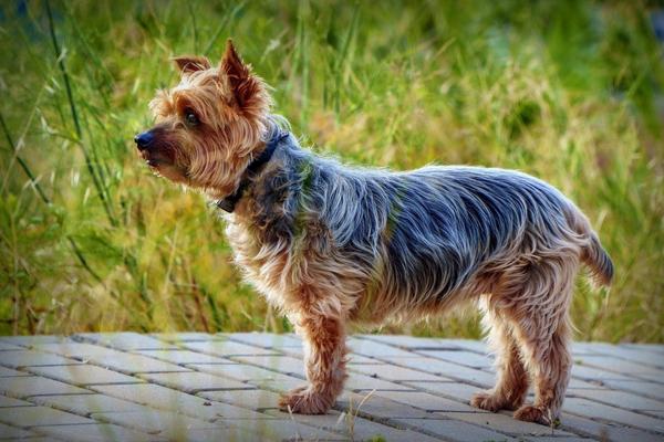 are yorkshire terriers low maintenance dogs.