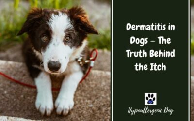 Dermatitis in Dogs – The Truth Behind the Itch