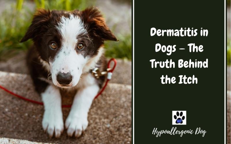 dermatitis in dogs.