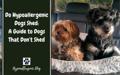 Do Hypoallergenic Dogs Shed: A Guide to Dogs That Don’t Shed