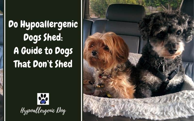 do hypoallergenic dogs shed.