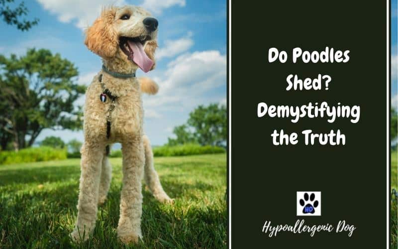 Do Poodles Shed? Demystifying the Truth