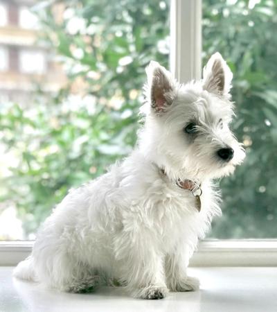 dogs like west highland white terriers.