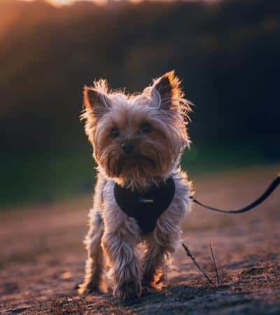dogs like yorkshire terriers.