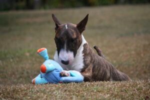 dogs similar to miniature bull terriers.