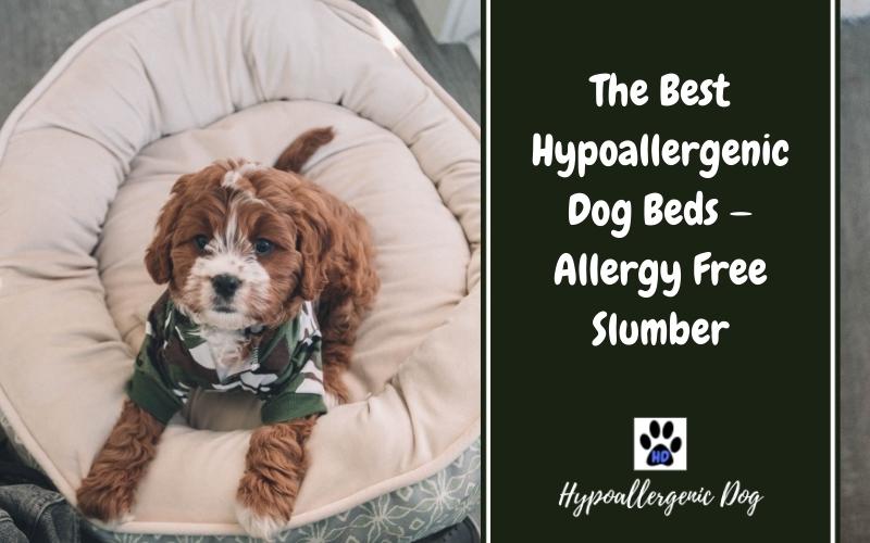 hypoallergenic dog beds.