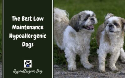 The Best Low Maintenance Hypoallergenic Dogs