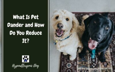 What Is Pet Dander and How Do You Reduce It?