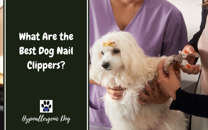 What Are the Best Dog Nail Clippers?
