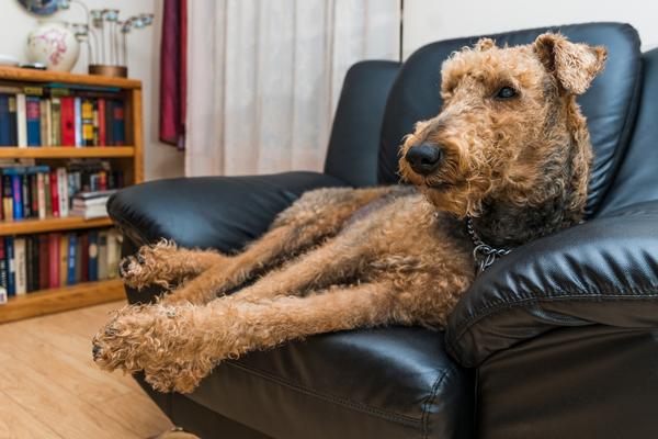 can a hypoallergenic dog airedale terrier be left alone.