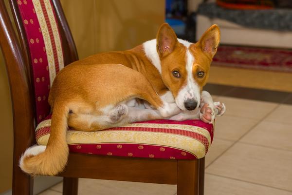 can a hypoallergenic dog basenji be left alone.