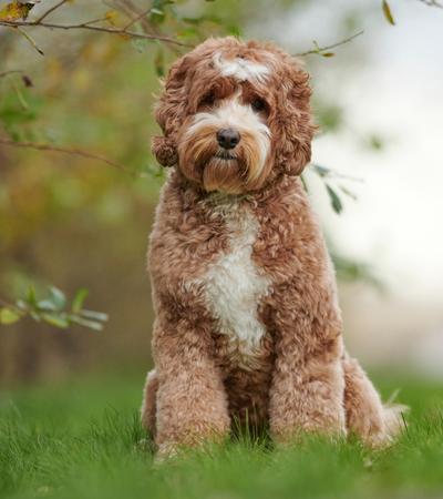 can a hypoallergenic dog labradoodle be left alone.