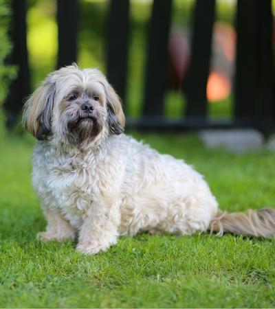 can a hypoallergenic dog lhasa apso be left alone.