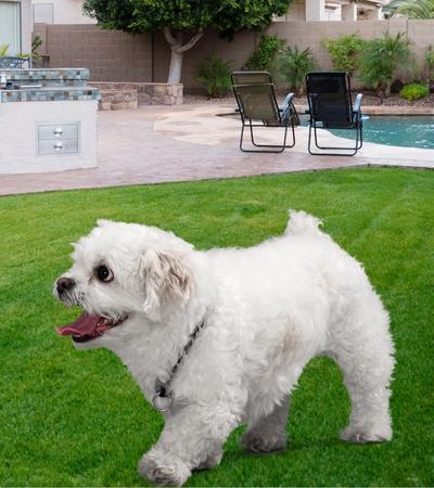 can a hypoallergenic dog peekapoo be left alone.