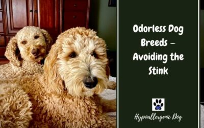 Odorless Dog Breeds — Avoiding the Stink