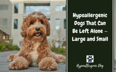 Hypoallergenic Dogs That Can Be Left Alone – Large and Small