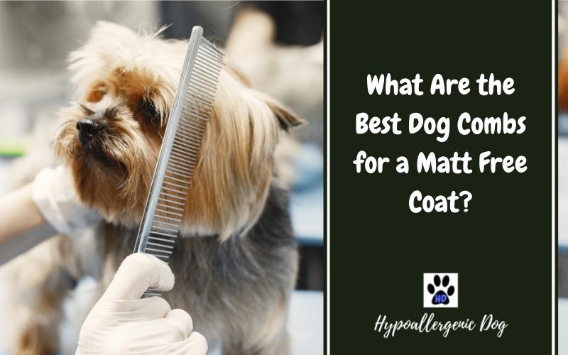 What Are the Best Dog Combs for a Matt Free Coat?