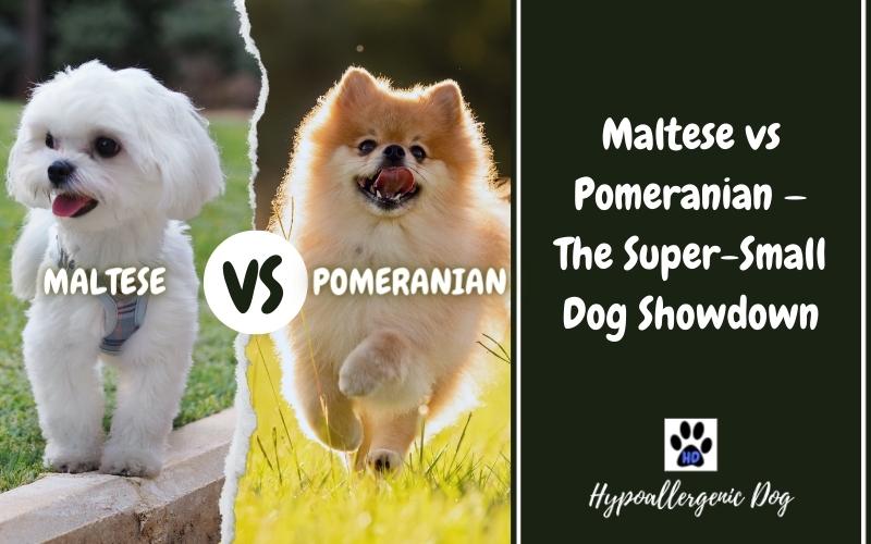 Maltese vs Pomeranian.