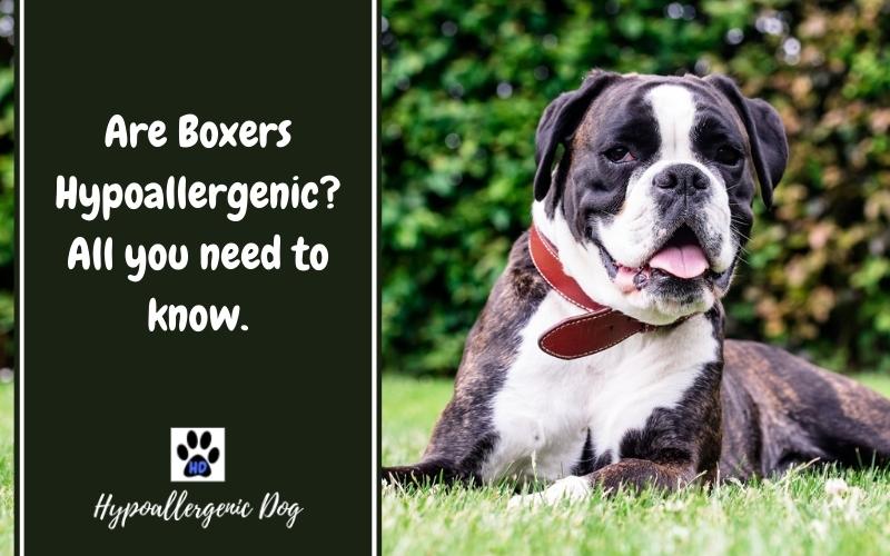 are boxers hypoallergenic.
