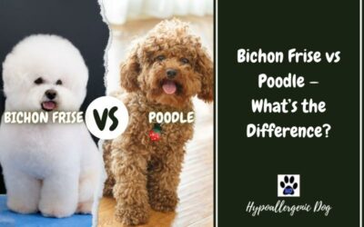 Bichon Frise vs Poodle — What’s the Difference?
