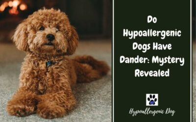 Do Hypoallergenic Dogs Have Dander: Mystery Revealed
