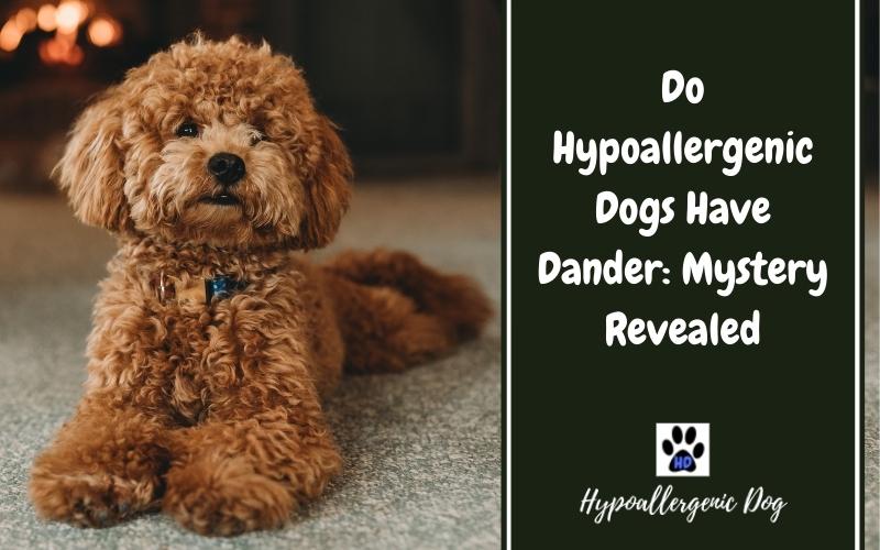 do hypoallergenic dogs have dander.