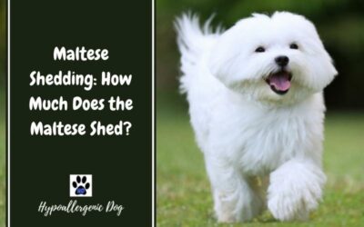 Maltese Shedding: How Much Does the Maltese Shed?